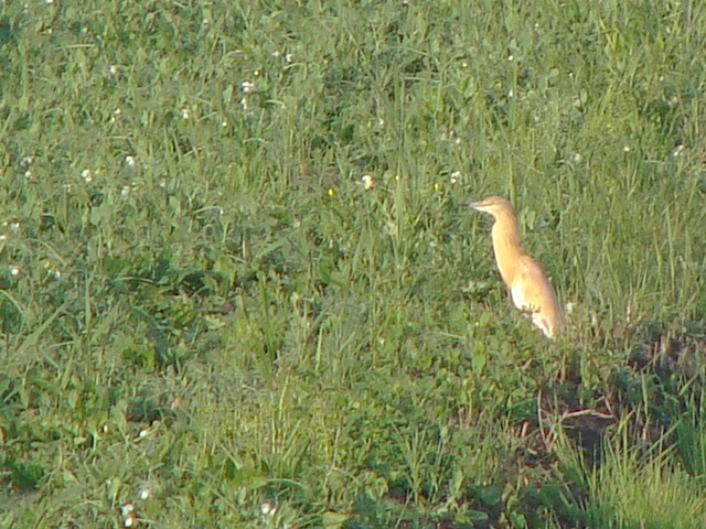 Sgarza ciuffetto